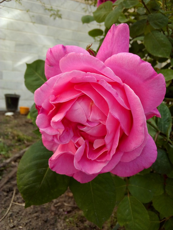 rose