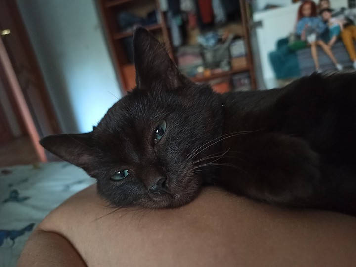 котик