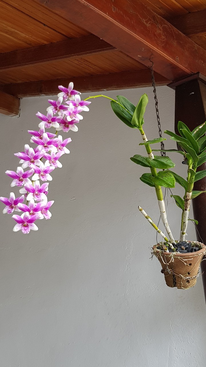 orchid