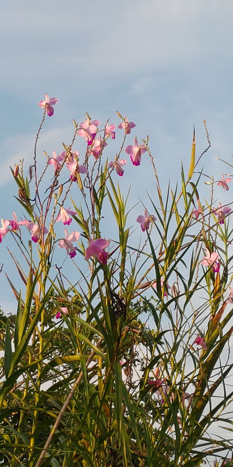 orquídea bambú ?