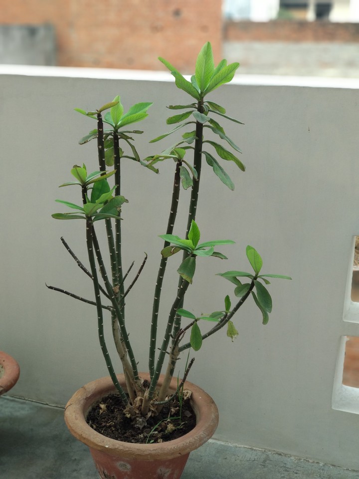 beautiful plant