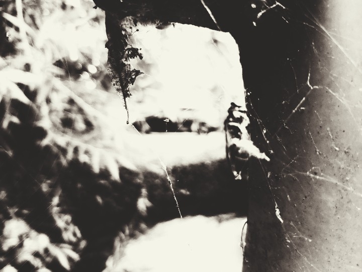 death in spidersweb