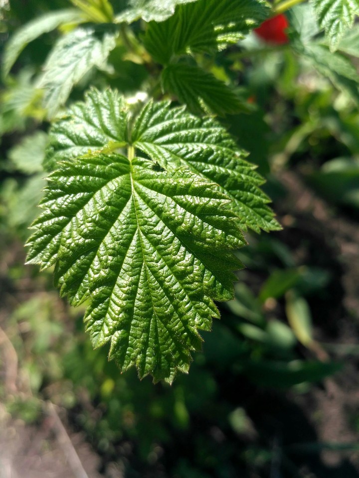 leaf