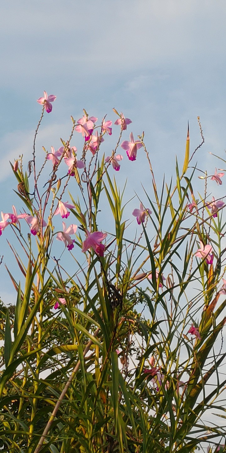 orquídea bambú ?