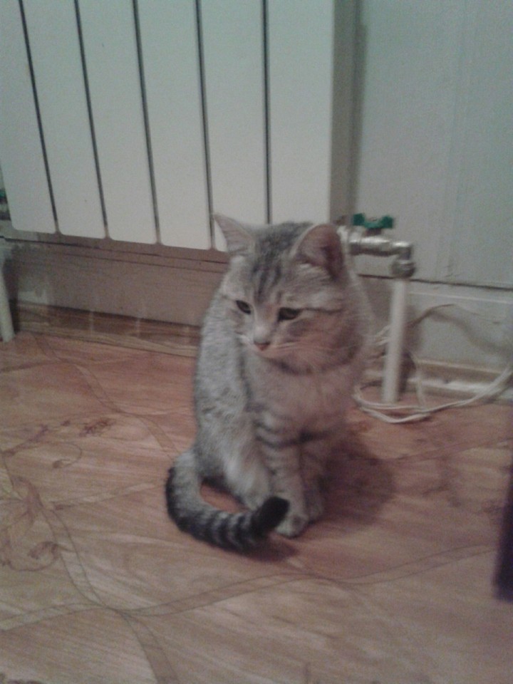 кошка Буська