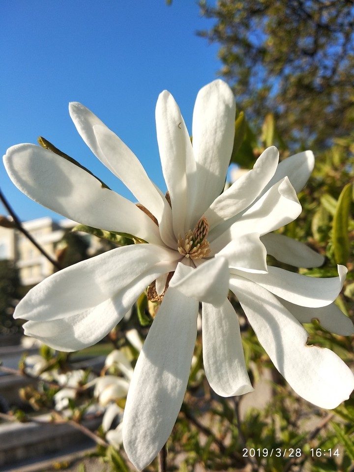 magnolia Bella