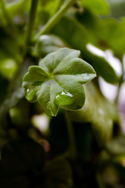 Leaf