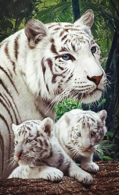 tigres