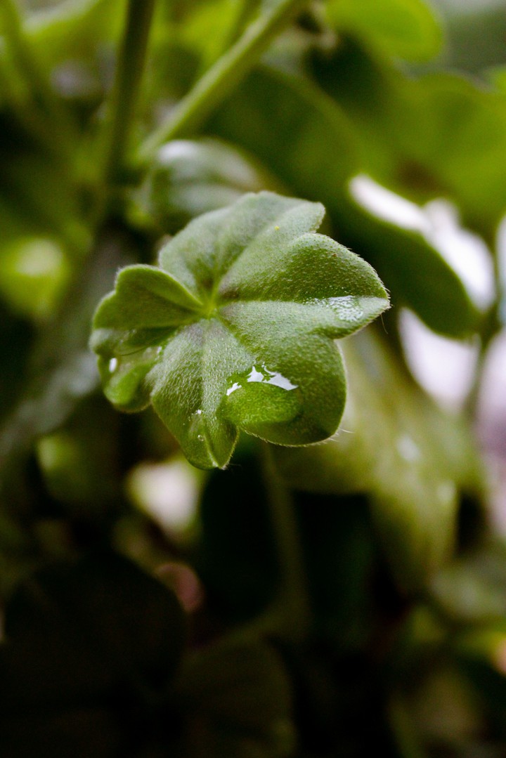 Leaf