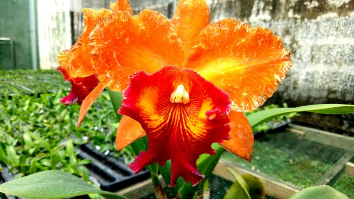 volcano orchid