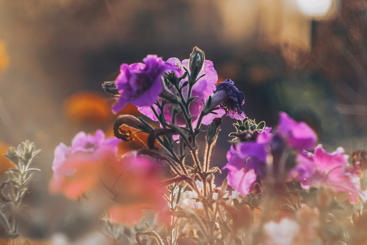 flower Pink