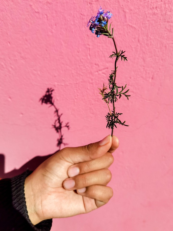 Flower in hand