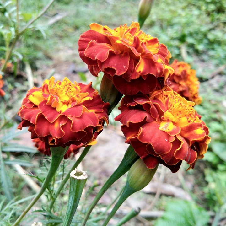 flower