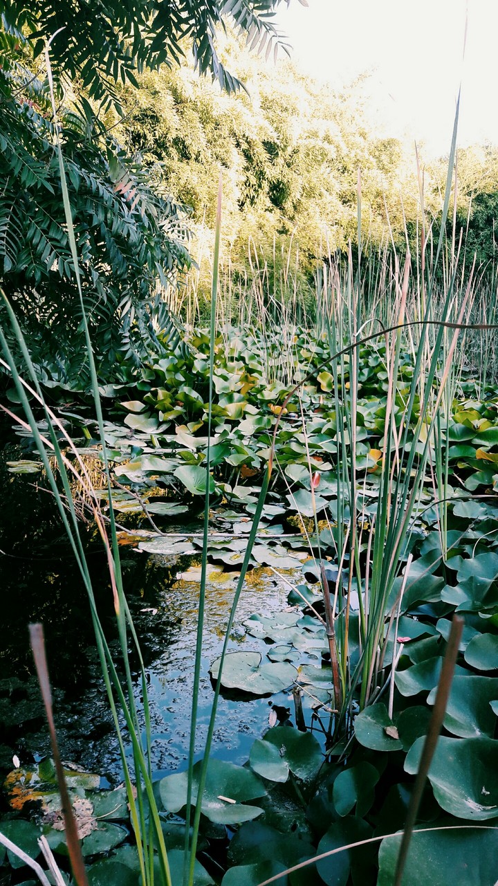 Botanik park