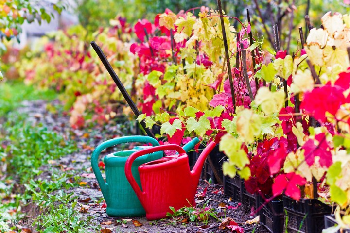 Smolensk vine