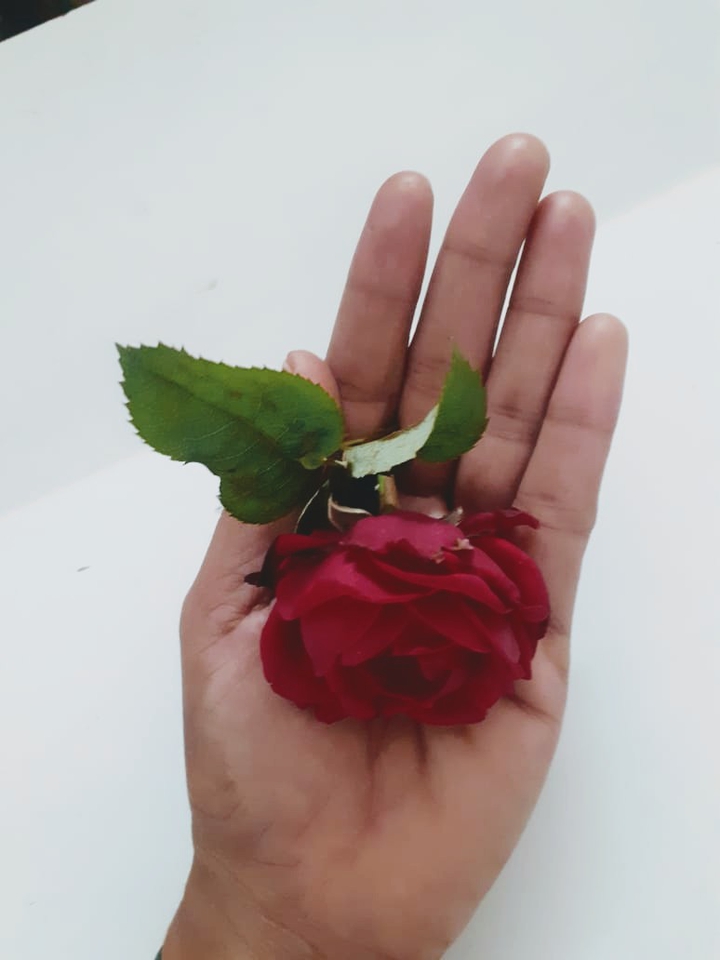 @Rose