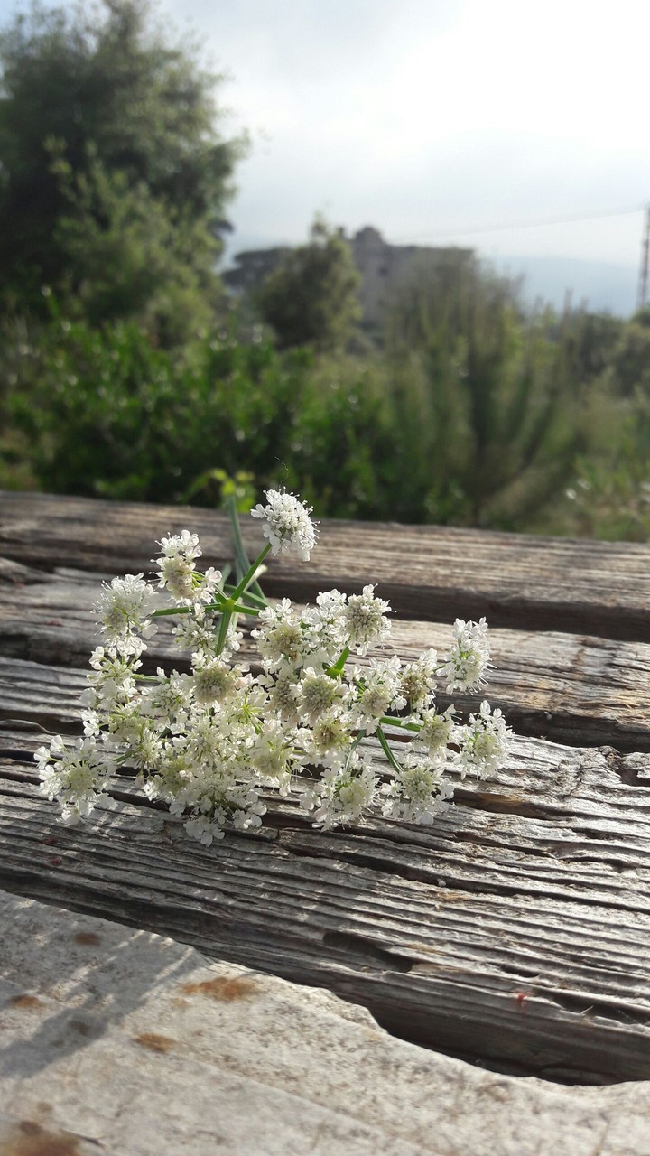flower