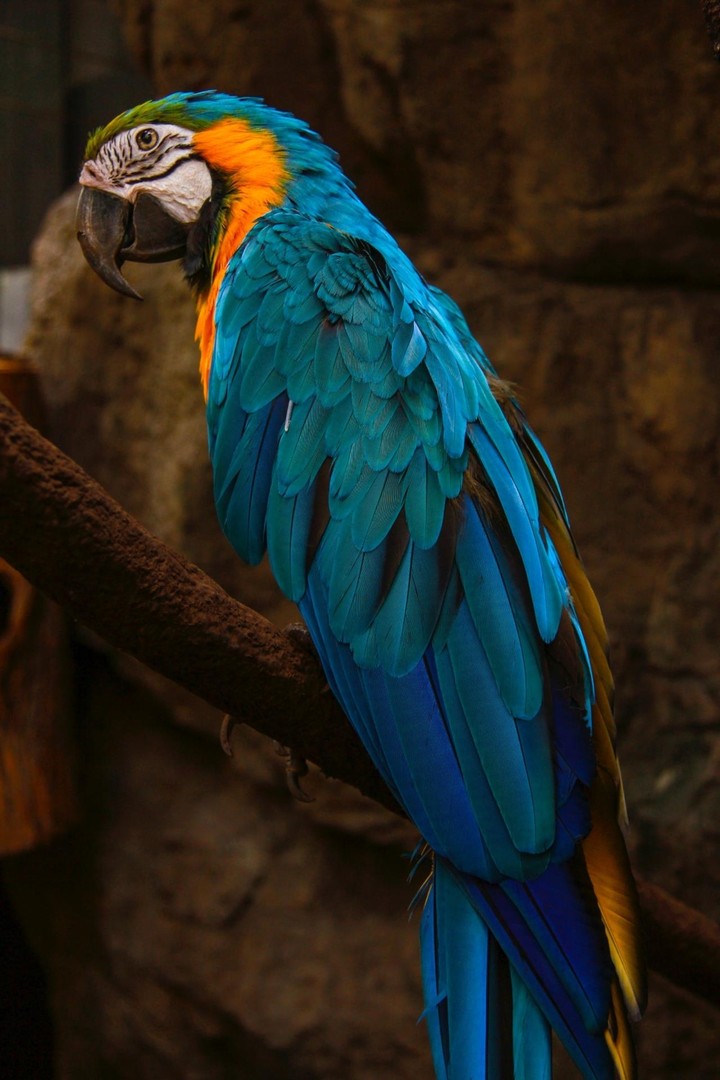 Bird