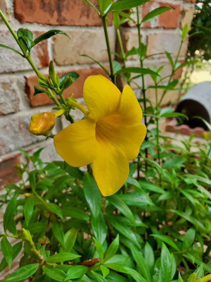 yellow flower