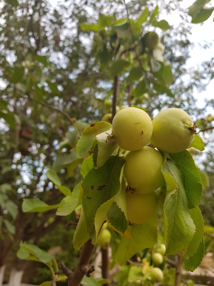 fruits