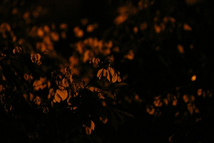 Leaf beauty