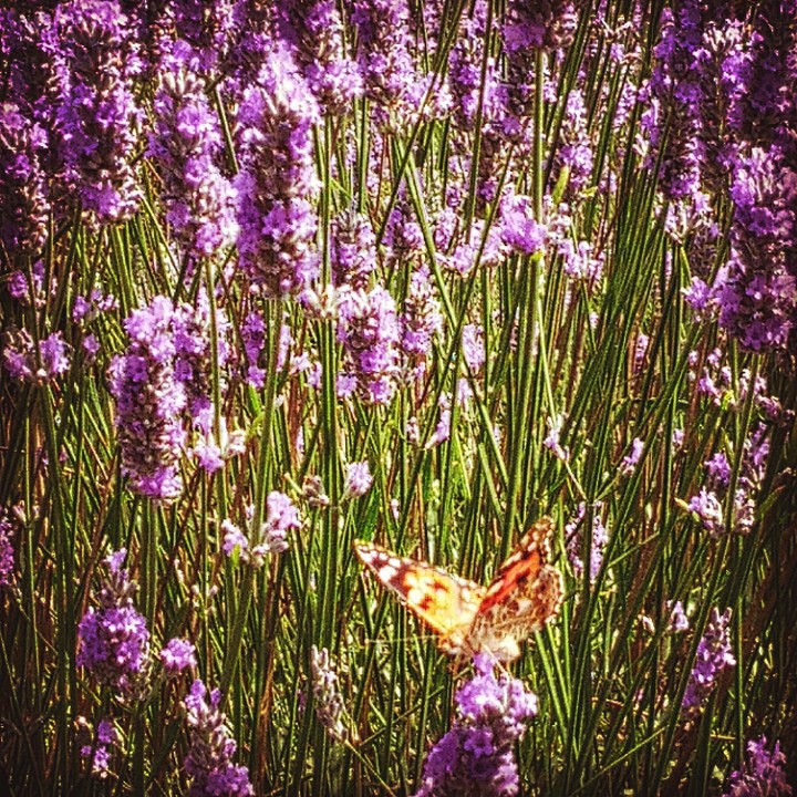 butterfly