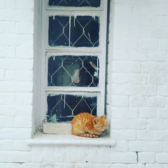 cat