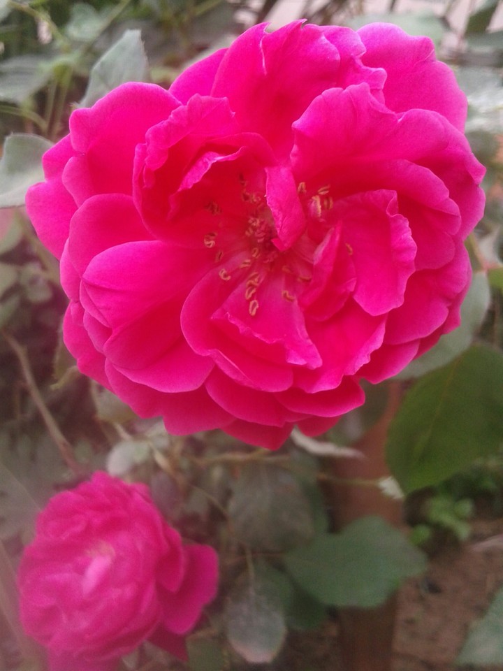 rose flower