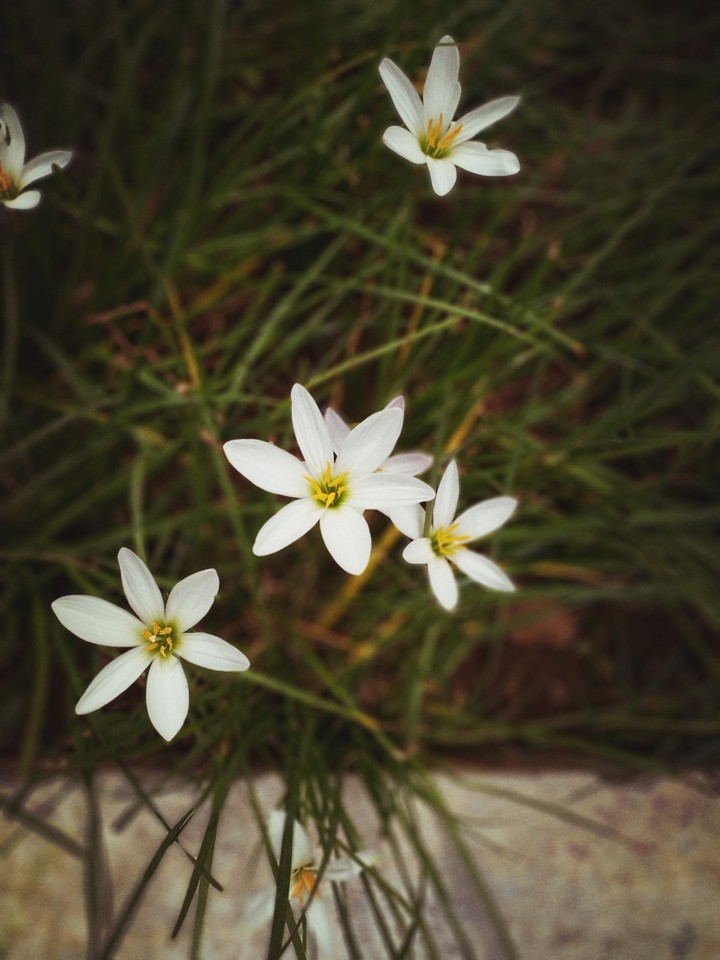 Lily of the valley