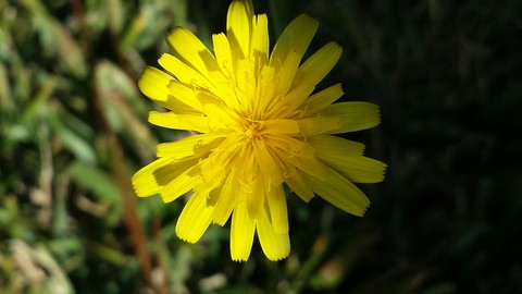 Yellow In Shade