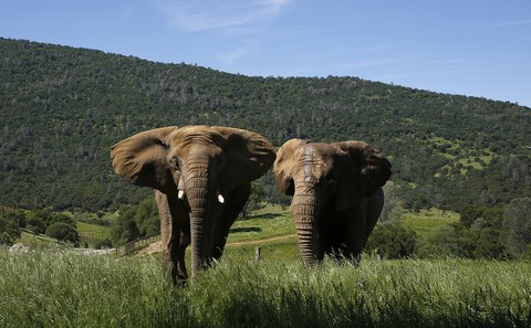 elephant