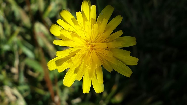 Yellow In Shade