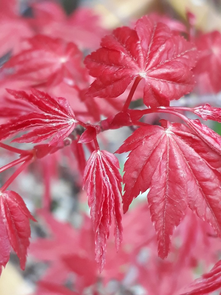 maple