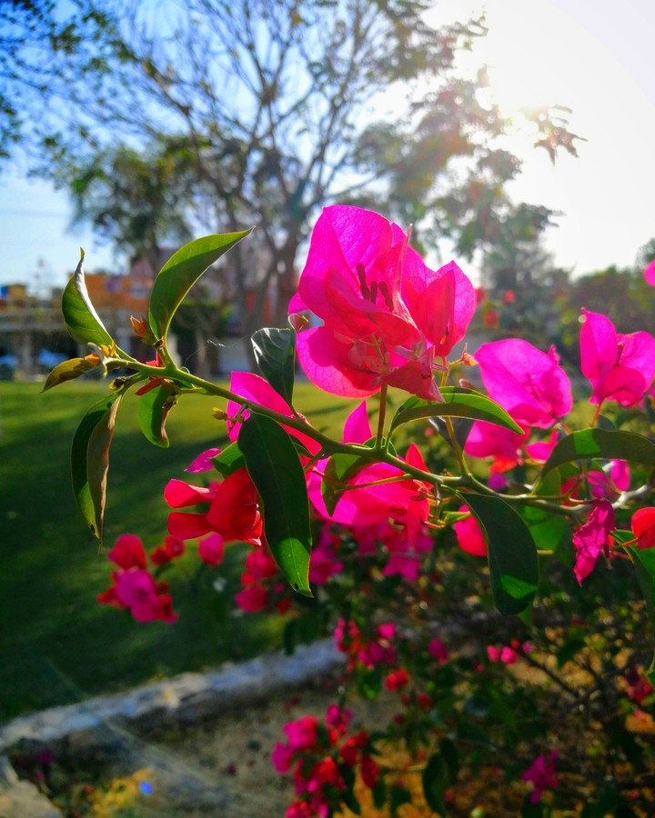 Flower