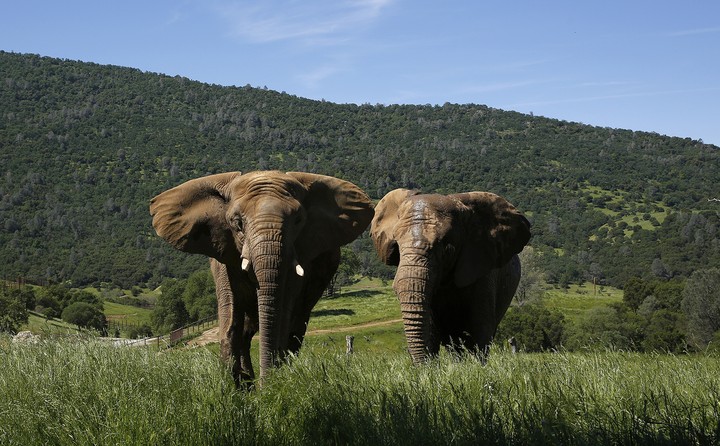 elephant