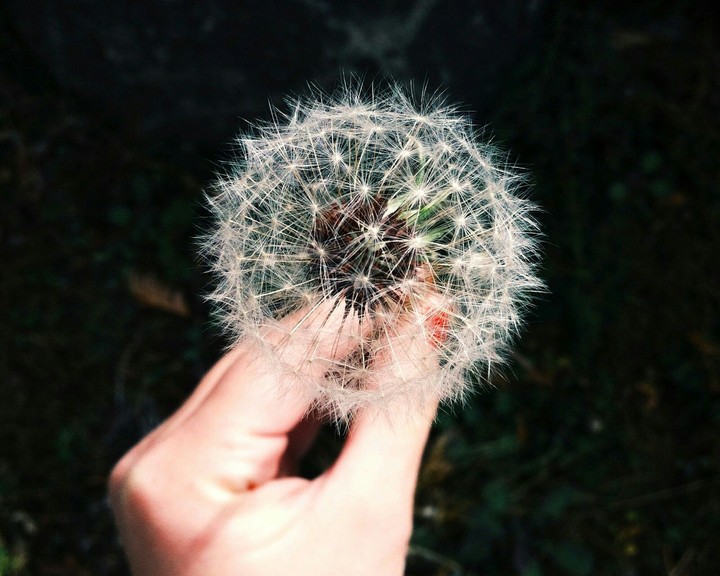 A Dandelion