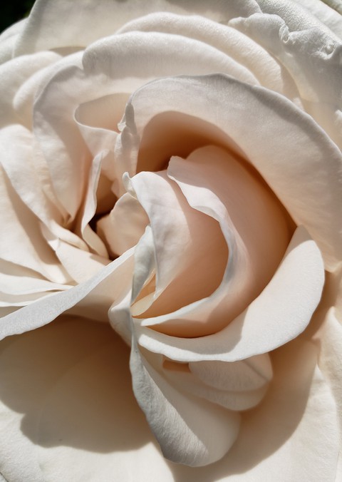 White cream puff rose macro