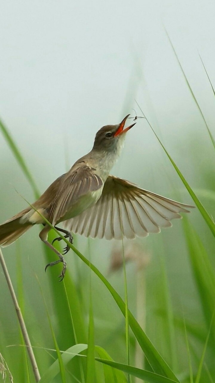 free bird
