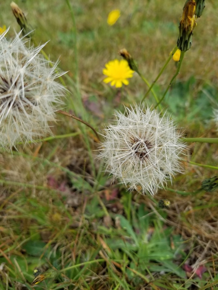 daisy seed 1