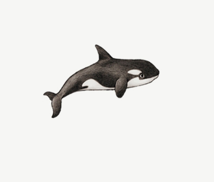 Orka