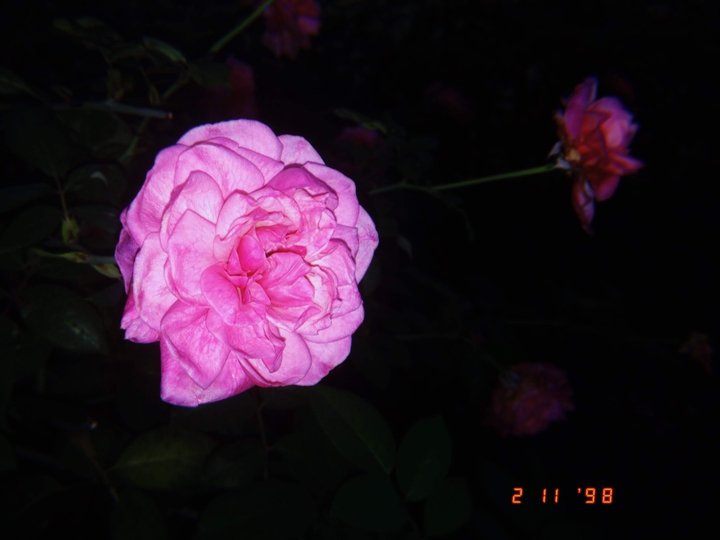 ROSE.....