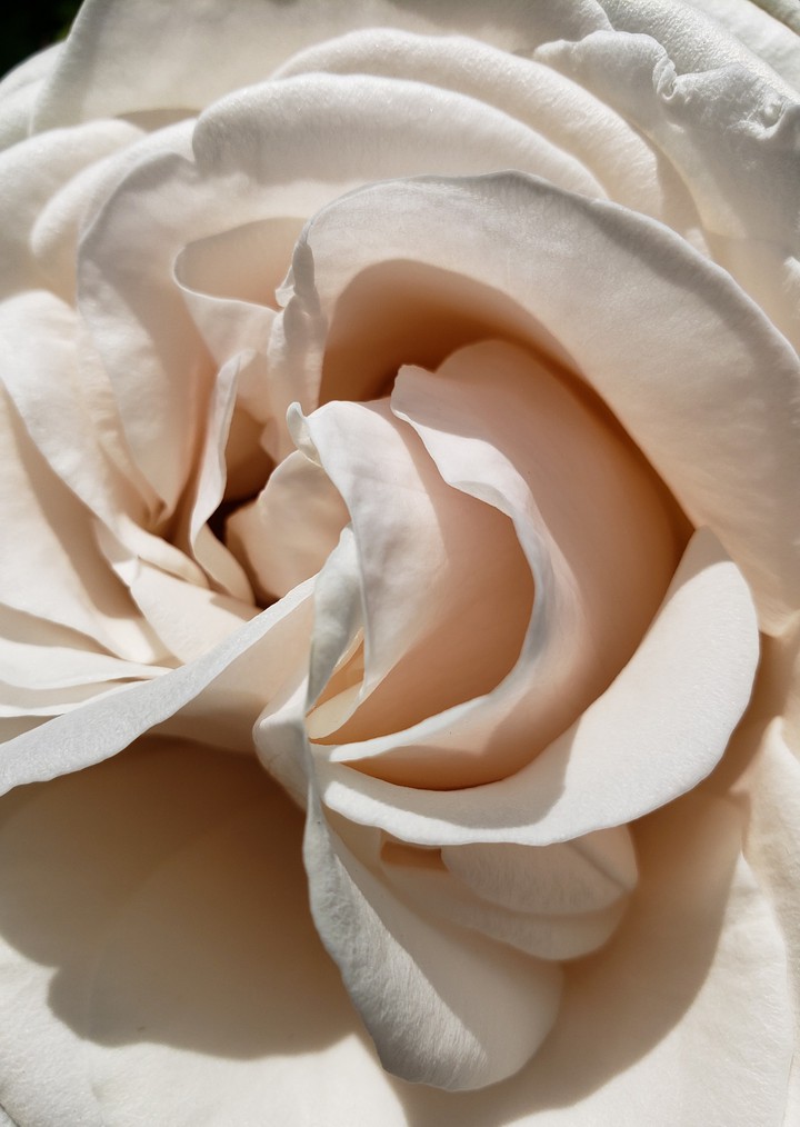 White cream puff rose macro