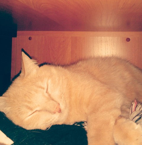 Cat Casper