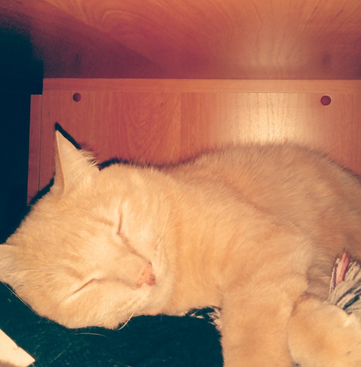 Cat Casper