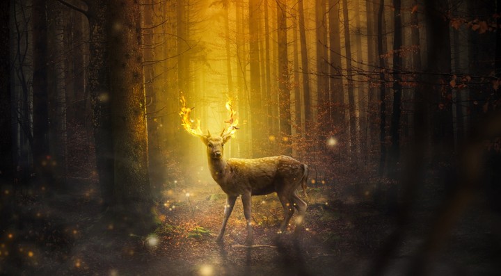The Dear