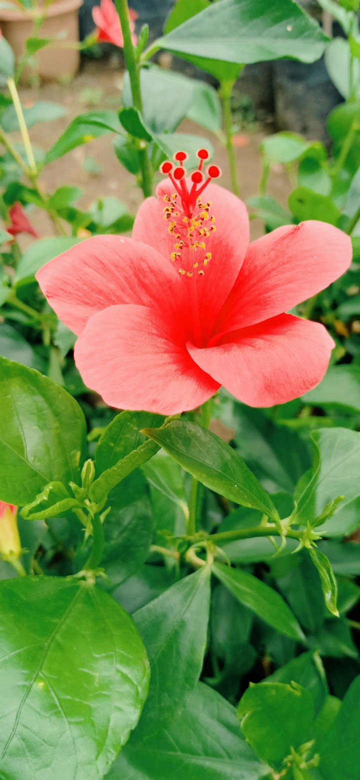 flower