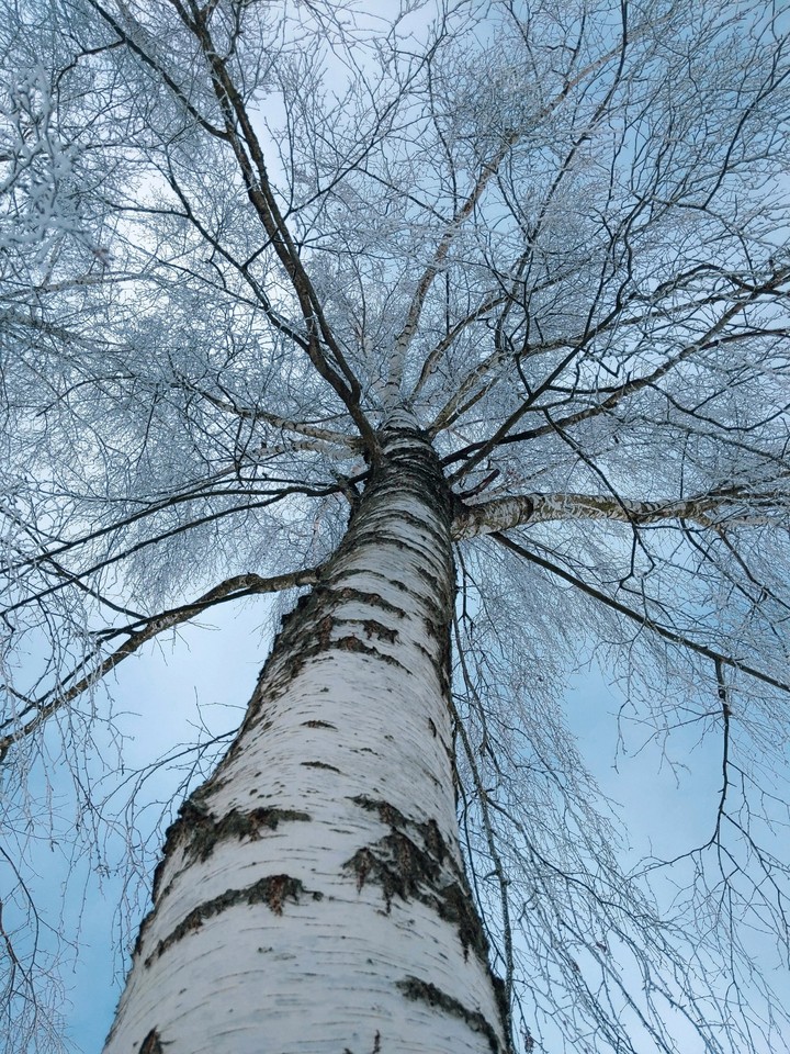 Birch