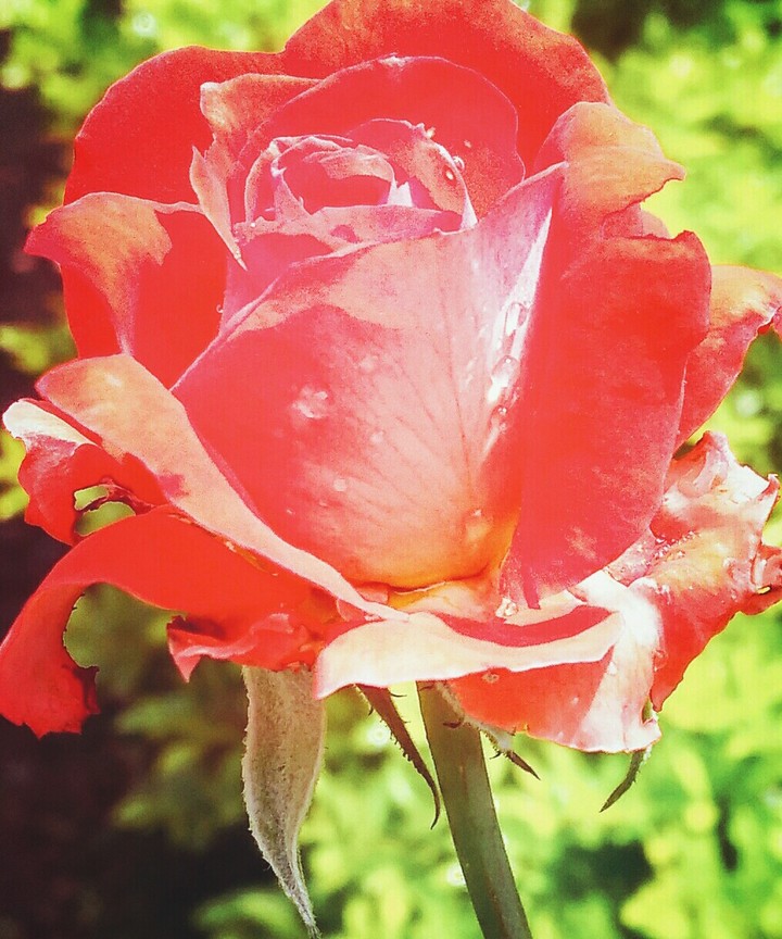 rose