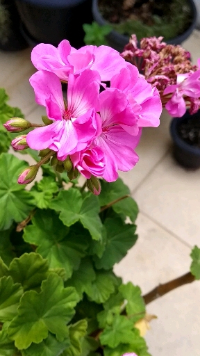 Flor Begônia rosa