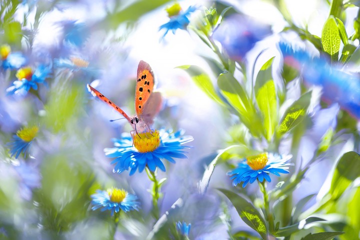 flower & butterfly